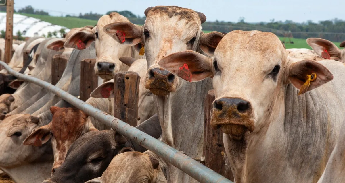 Indonésia autoriza 21 novas unidades brasileiras de carne bovina