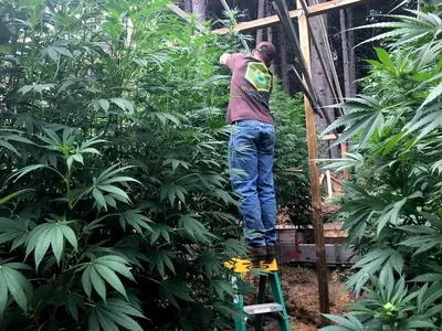 Associações apontam lacunas na regulamentação da cannabis medicinal