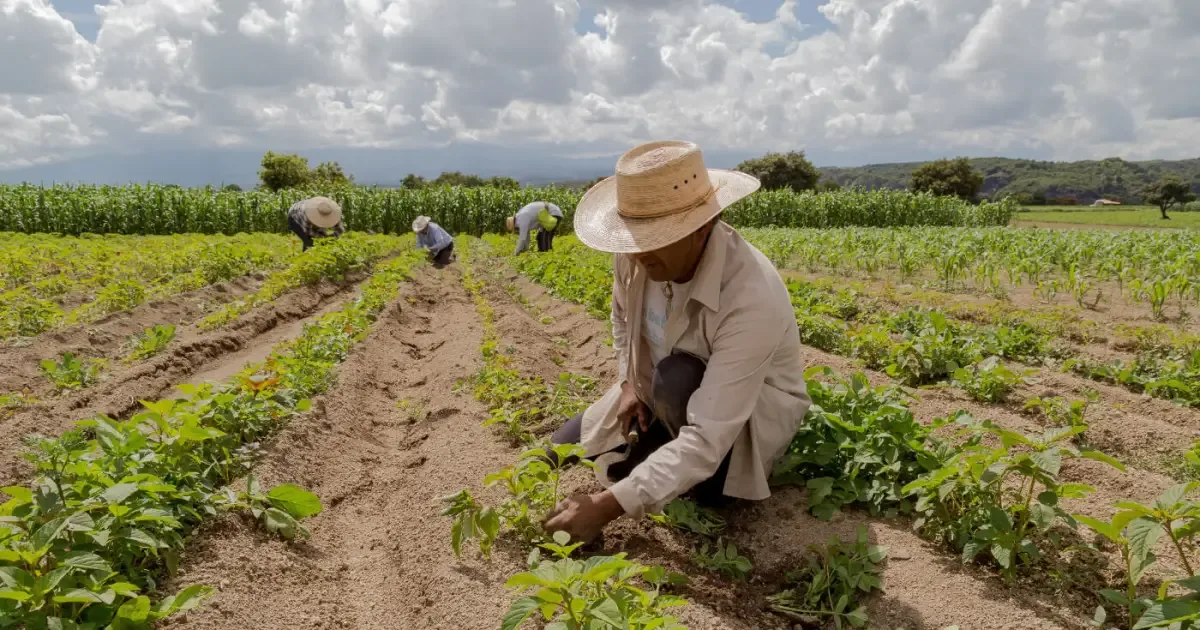 Crédito do Pronaf fica abaixo do peso da agricultura familiar na Amazônia
