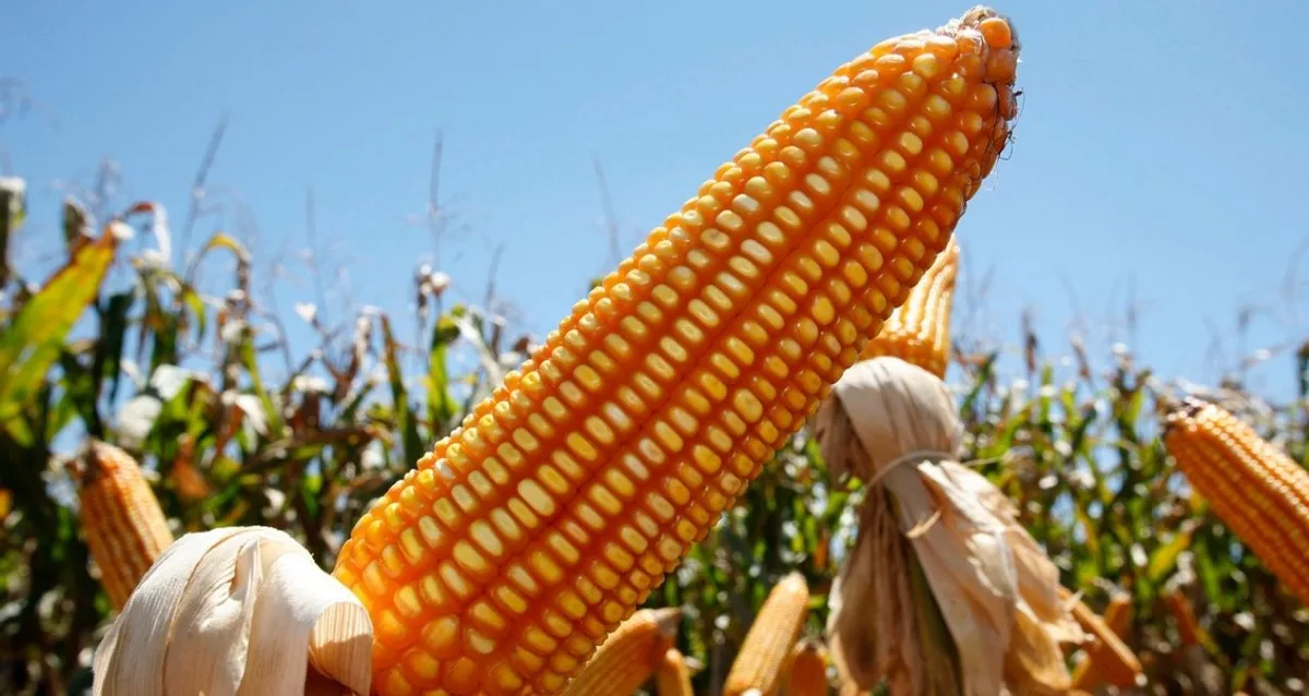 Calor antecipa colheitas e reduz produção de milho na Europa