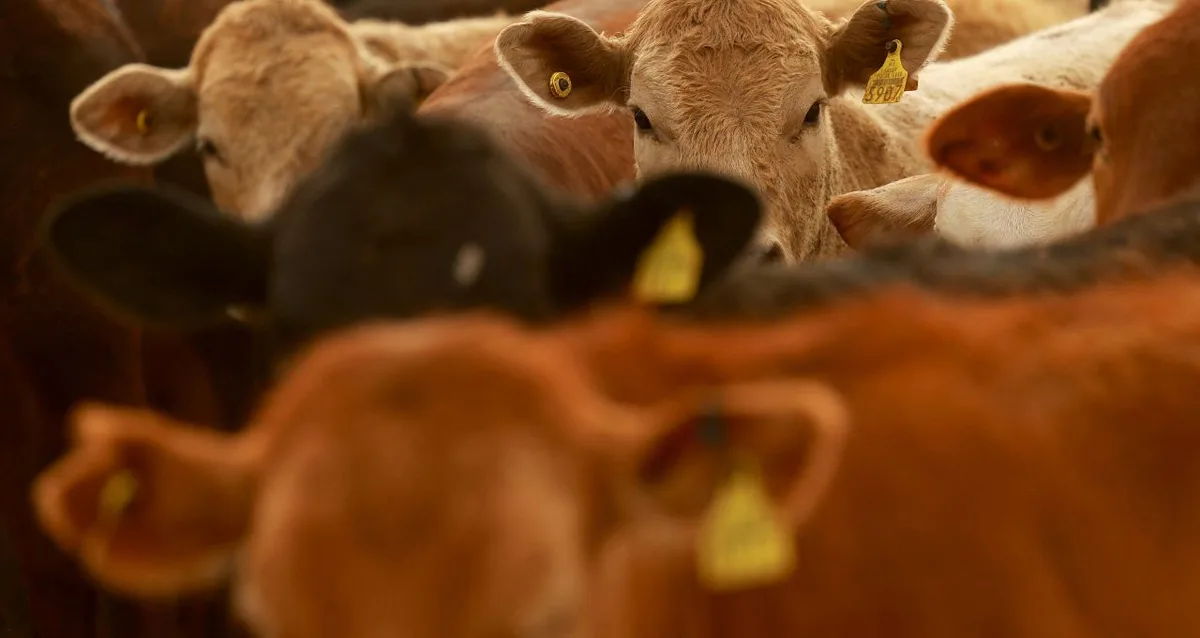 Exportações de carne bovina enfrentam queda na China e pressão da União Europeia