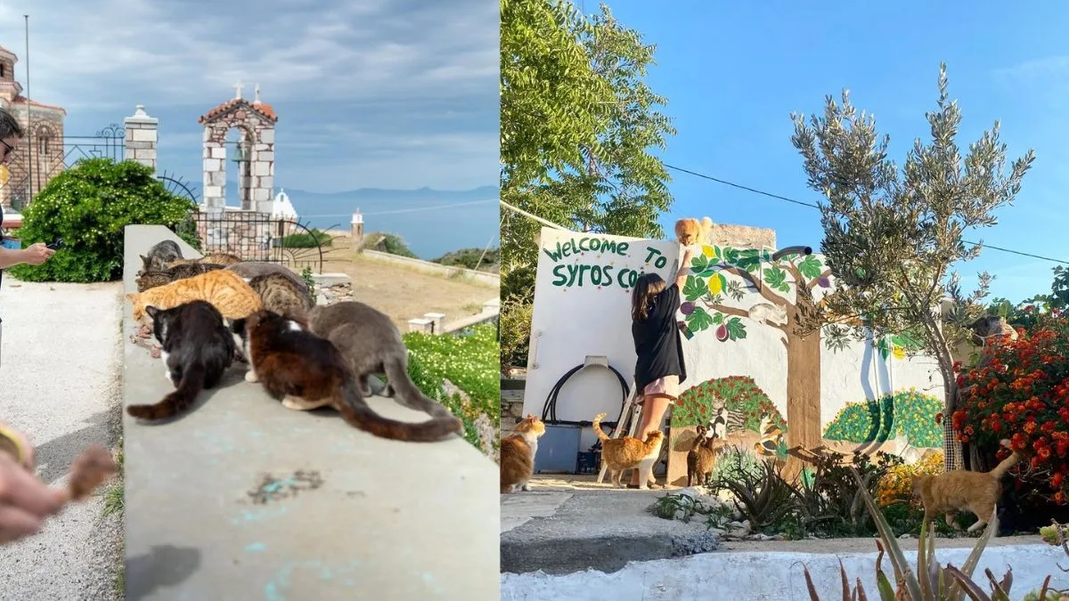 Programa na Grécia oferece hospedagem e alimentação em troca de cuidados com gatos