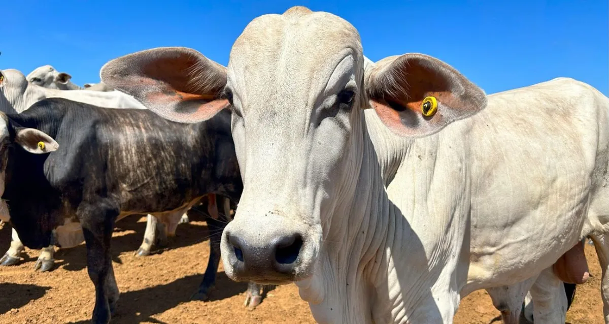 Argentina pode ocupar espaço do Brasil nas exportações de carne à China