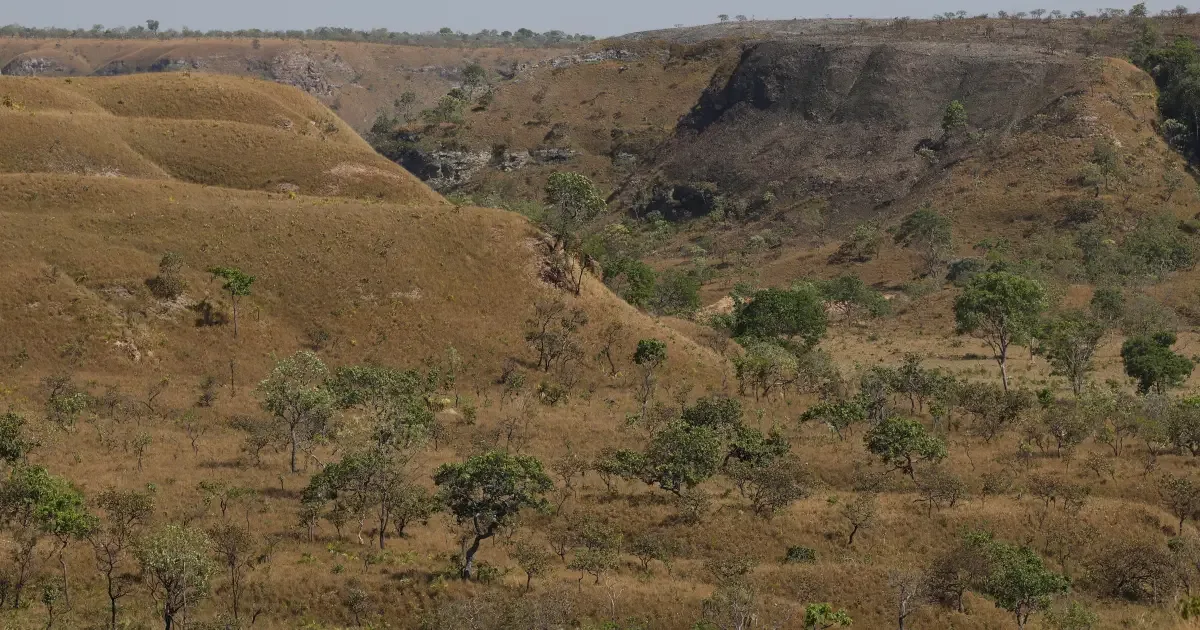 Vegetação secundária perdida amplia pressão sobre o Cerrado