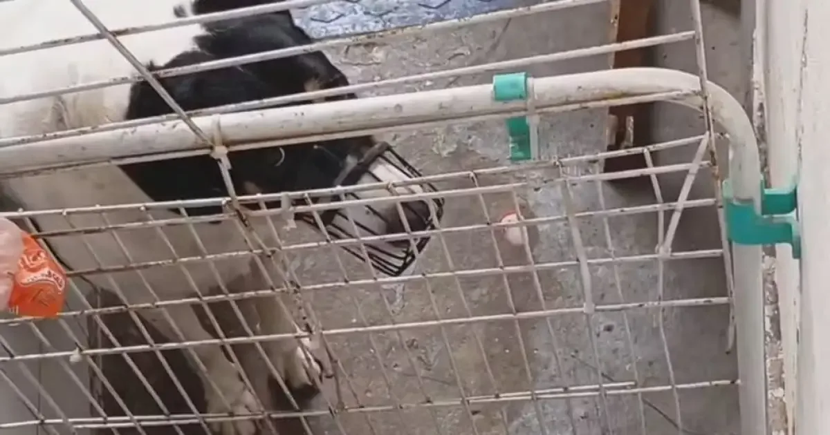 Donos de creche canina no Rio são indiciados por suspeita de maus-tratos